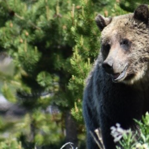 Wyoming grizzly attack injures man - Vimarsana News