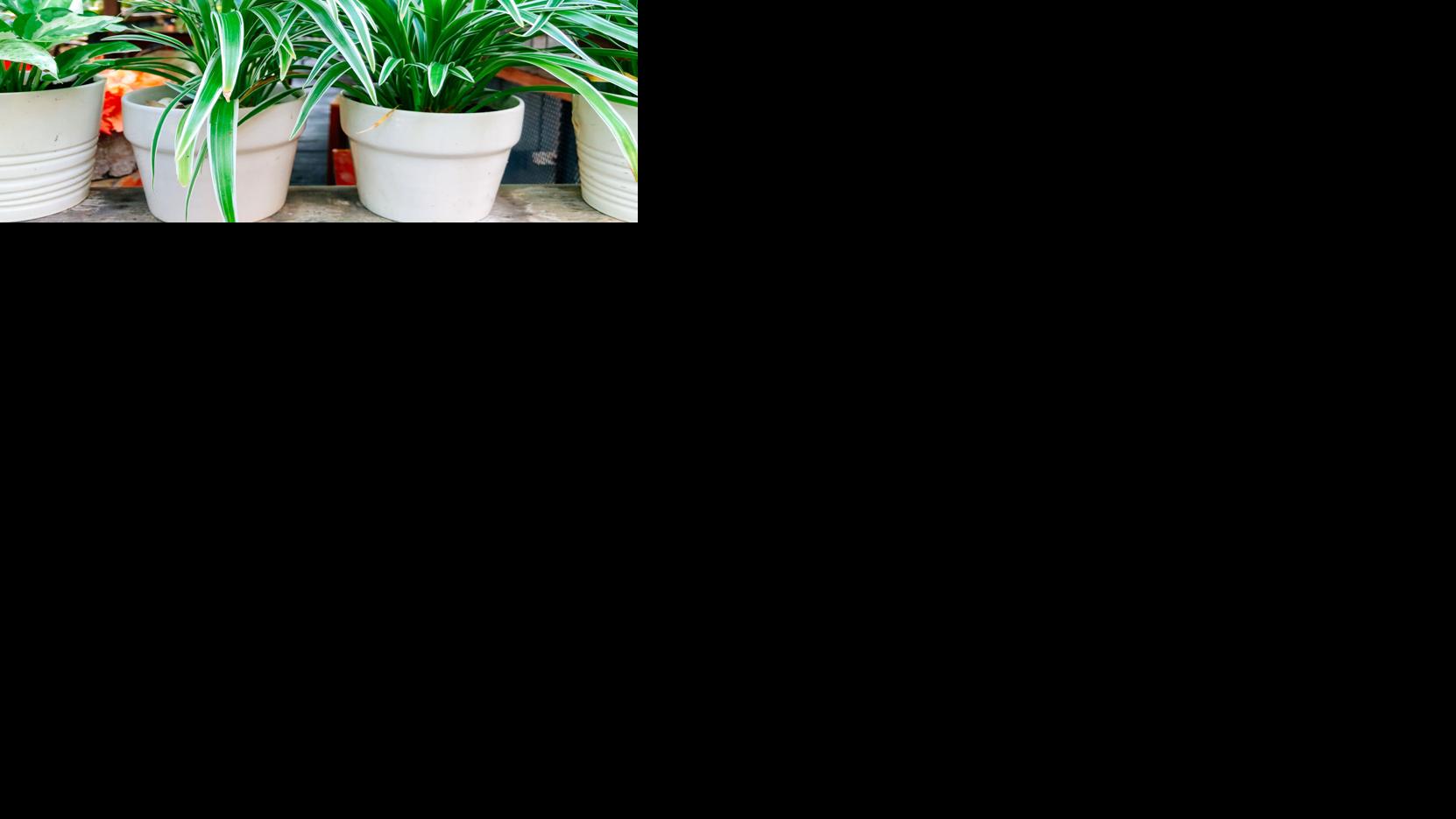 Asset-image