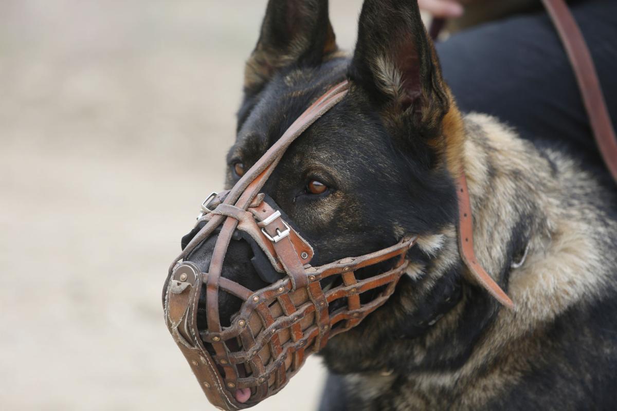 15 police dogs and their handlers complete certification in Casper