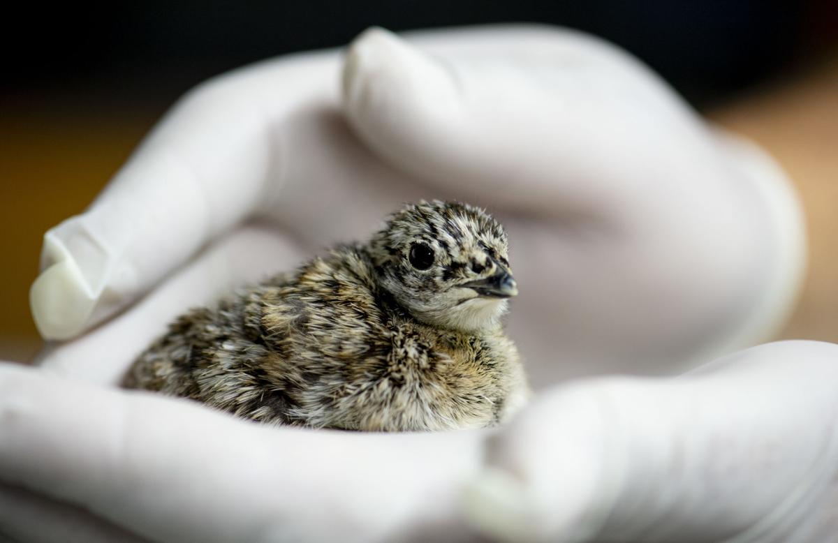 Sage grouse farm secures five-year
