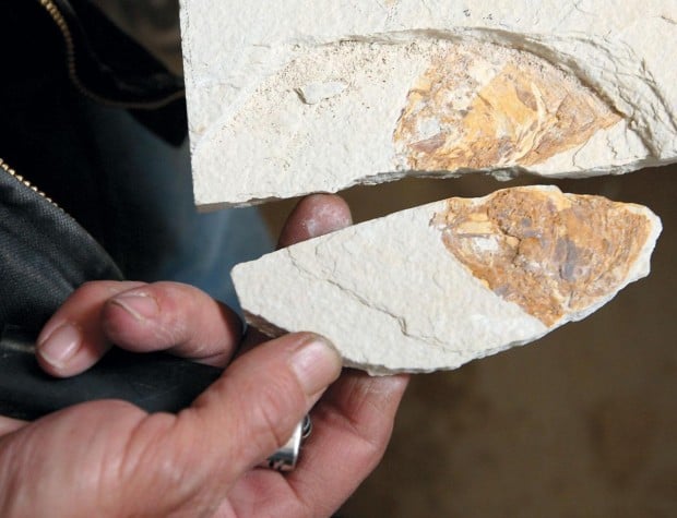 Fossil finders: Couple makes a living digging in southwest Wyo