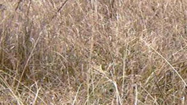 Predator Attacks Worry Big Horn County Residents Wyoming News Trib Com