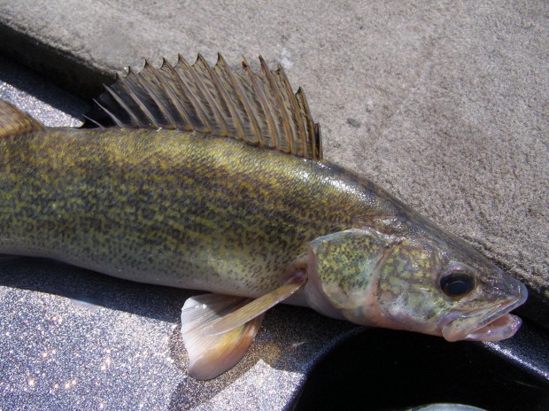 Fishing for the finicky spring walleye | Open Spaces | trib.com