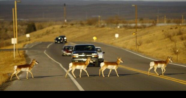 Work begins on wildlife crossing to cut collisions on stretch of Wyoming highway