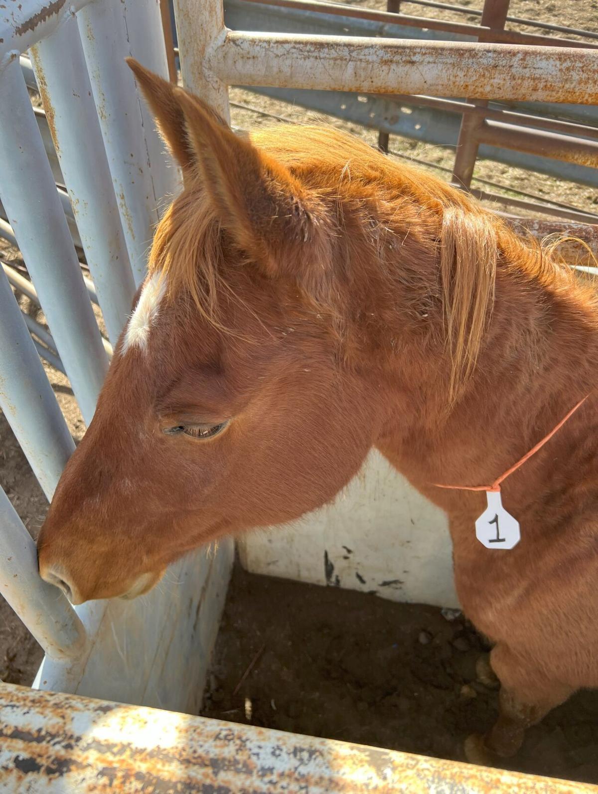 The Murphy's Horse Auctions in California & Arizona