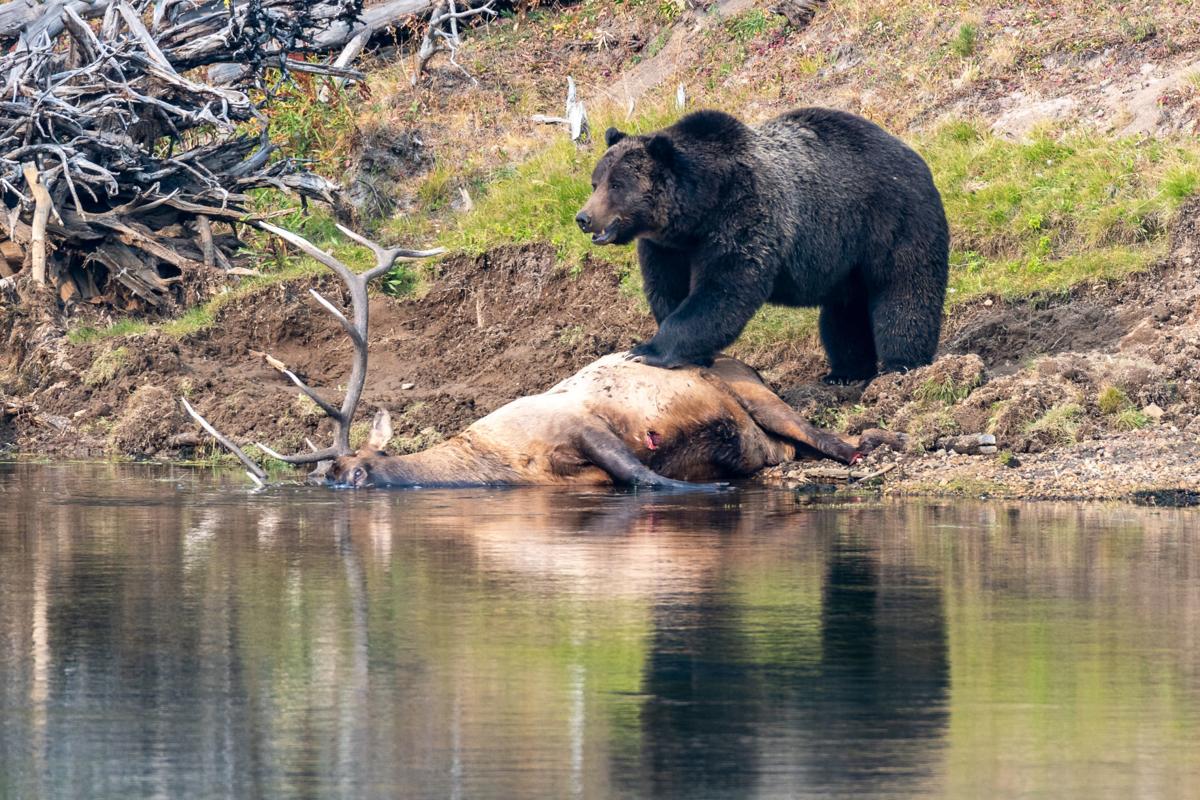 Grizzly Was Oldest Documented In Greater Yellowstone Area Wyoming News Trib Com