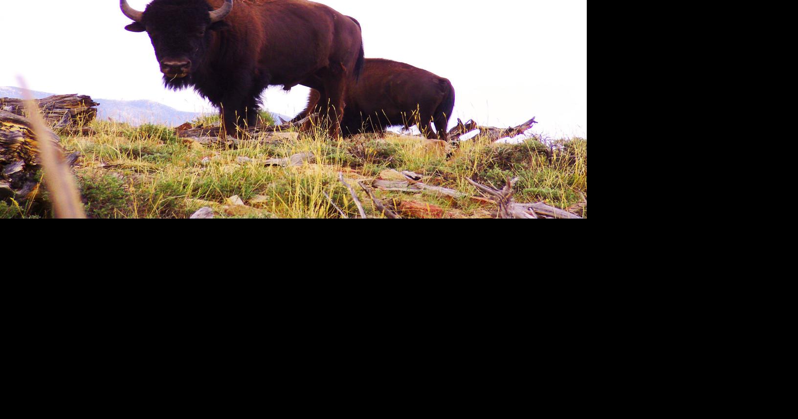 Tests prove Utah bison genetically pure, Yellowstone descendants