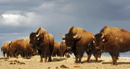 Governor drops bison plan, says he's protecting ranchers