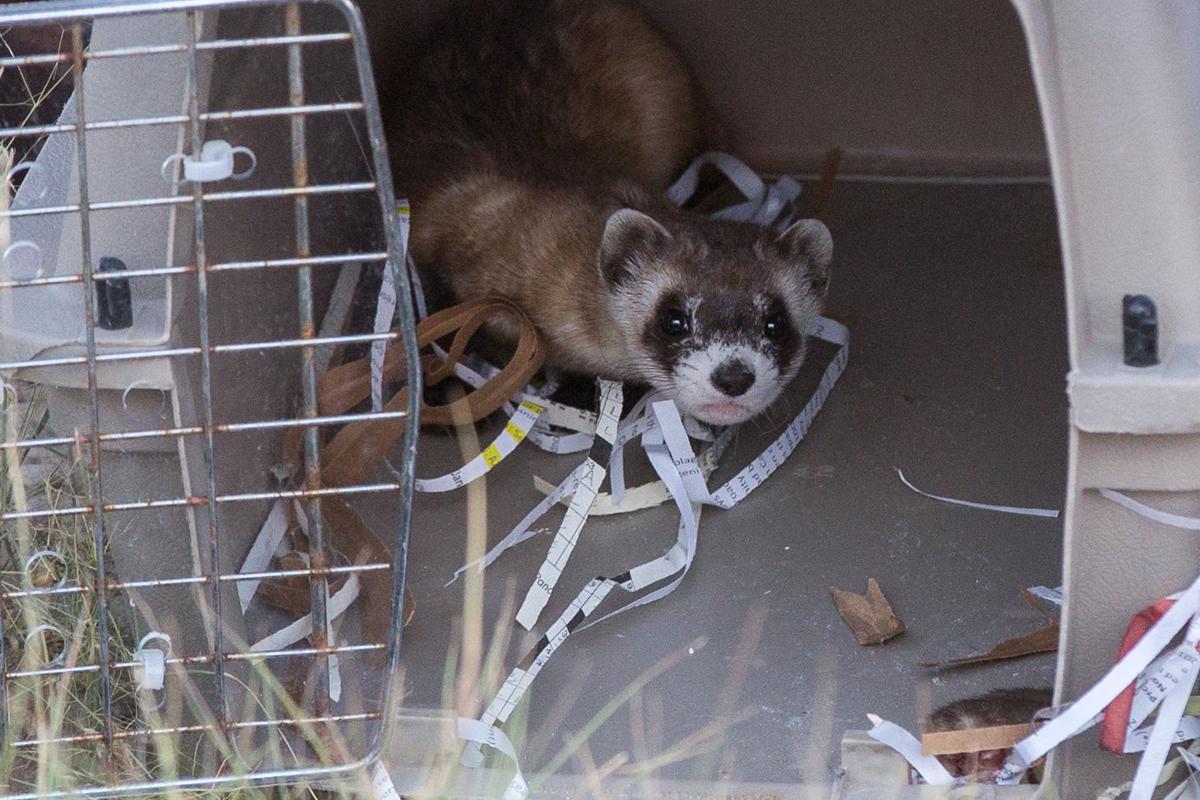 Photos BlackFooted Ferret Reintroduction near Meeteetse