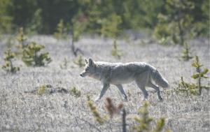 Coyote.jpg