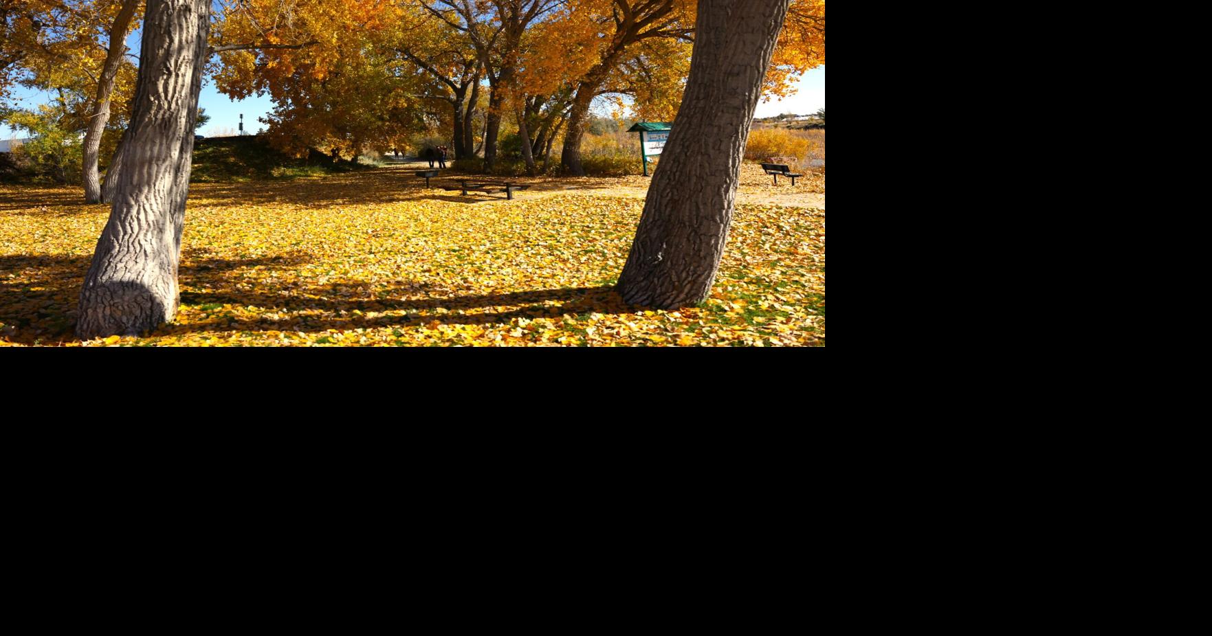 Fall colors in Casper