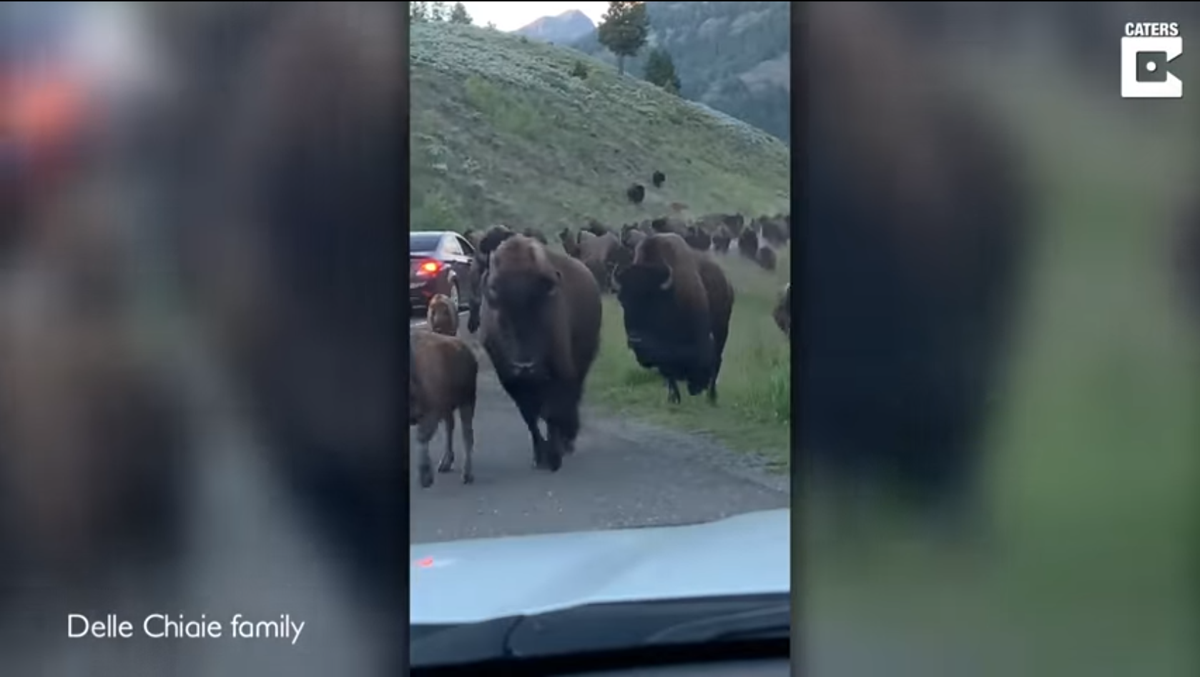 Bison collision