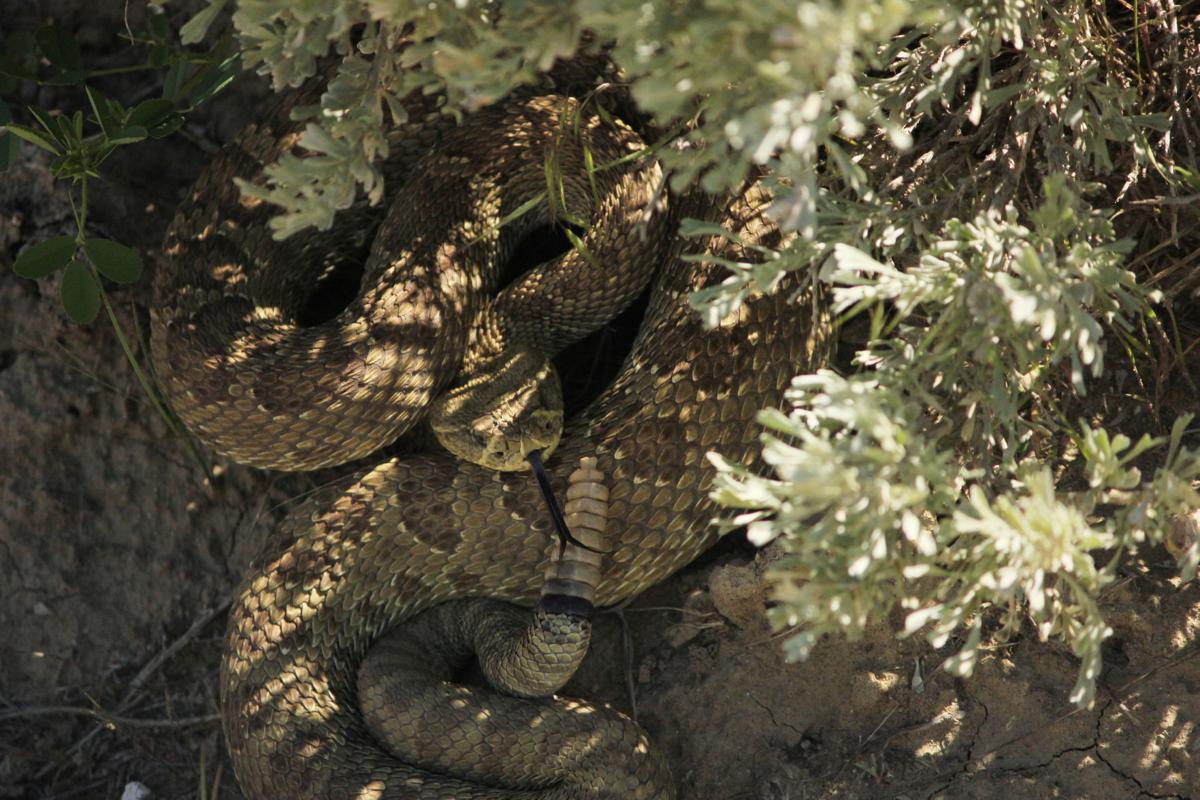 More rattlesnakes showing up in Rawlins