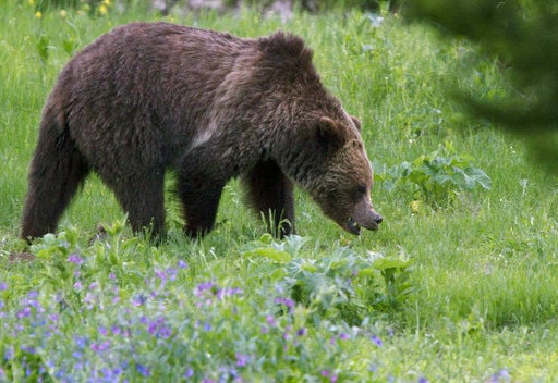 Bear attack