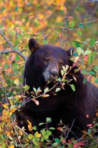 Black bear