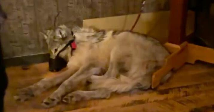 Wyo. governor supports criminalizing running down of wolves - Vimarsana News