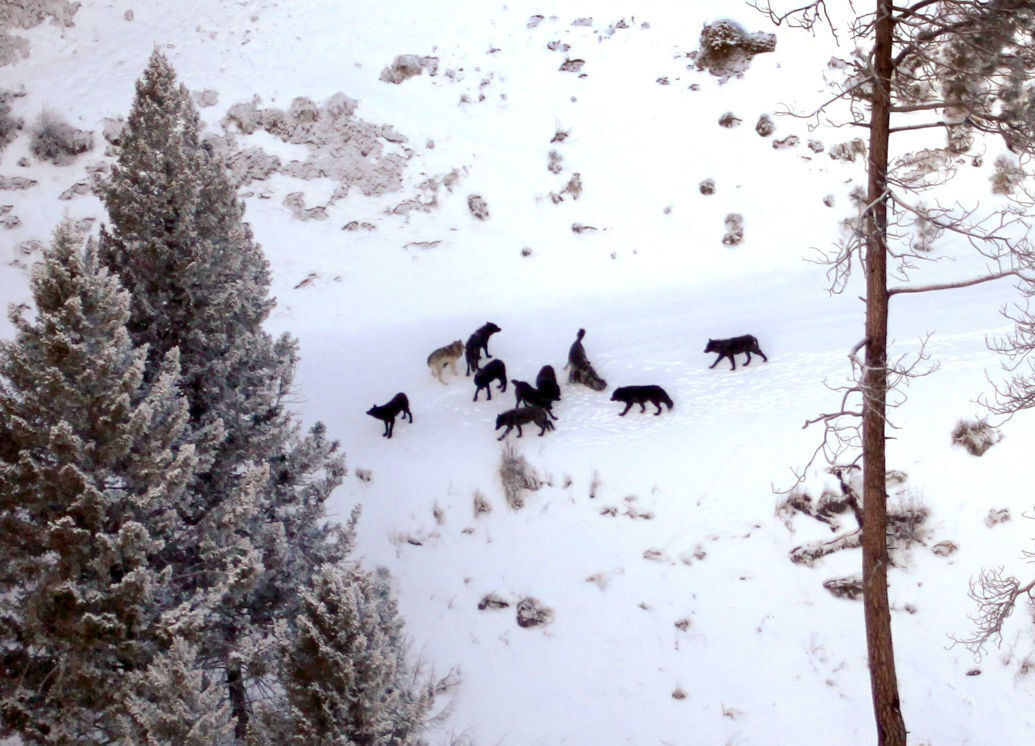 Wolves