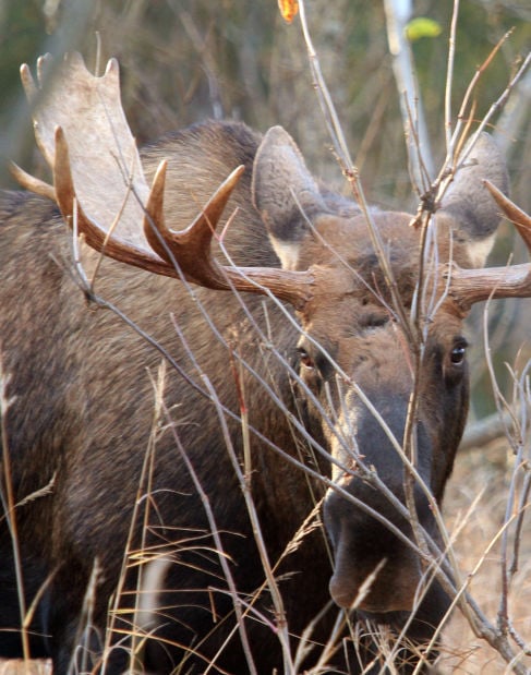 14 Animals Associated With The Cowboy State Open Spaces Trib Com