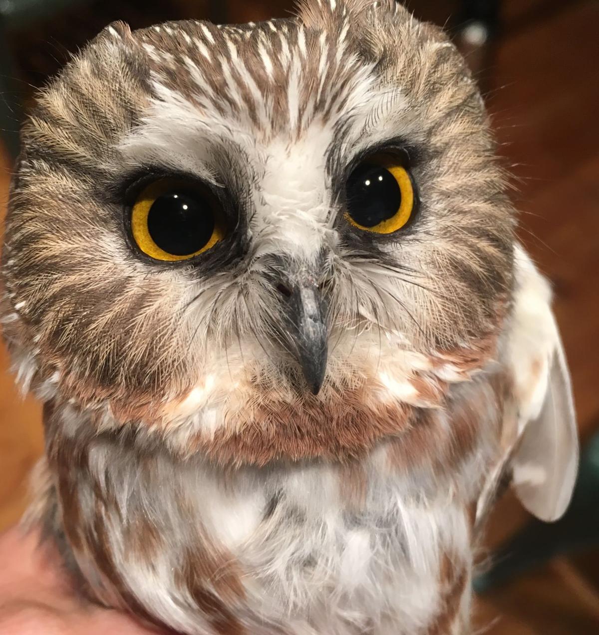 Casper bird scientist launches first effort to research northern saw