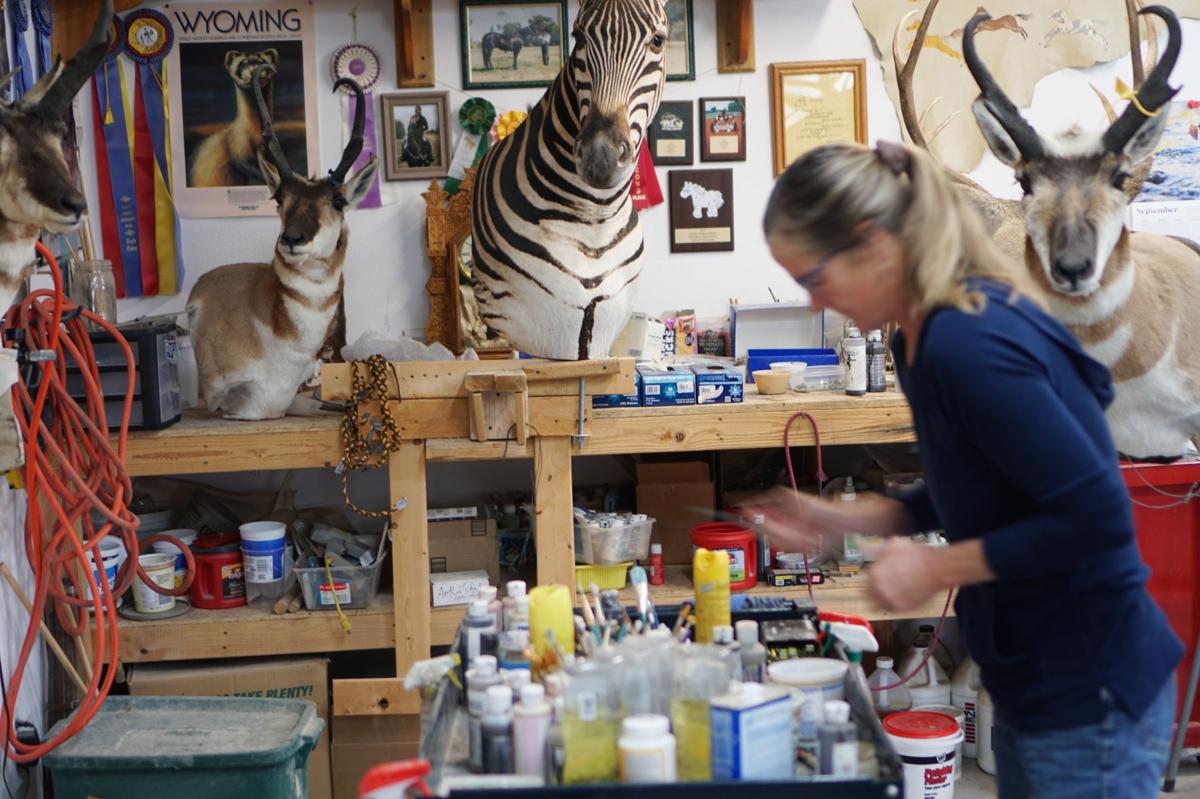 Lander Taxidermist