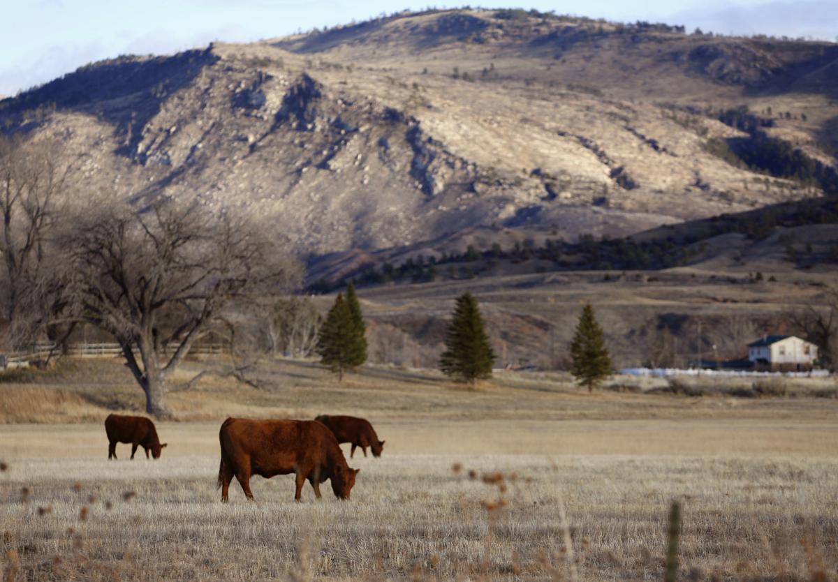 Cows (copy)