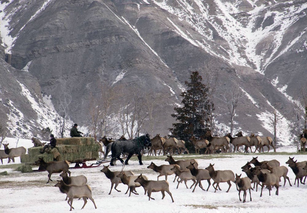 Elk