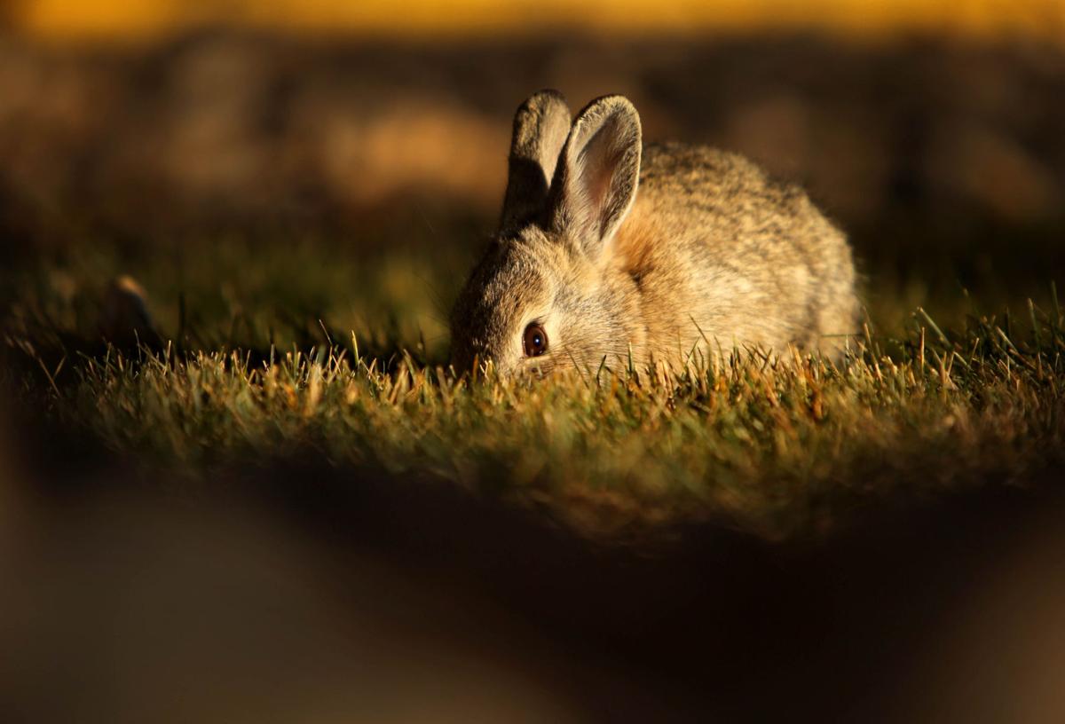 Bunny Tracks