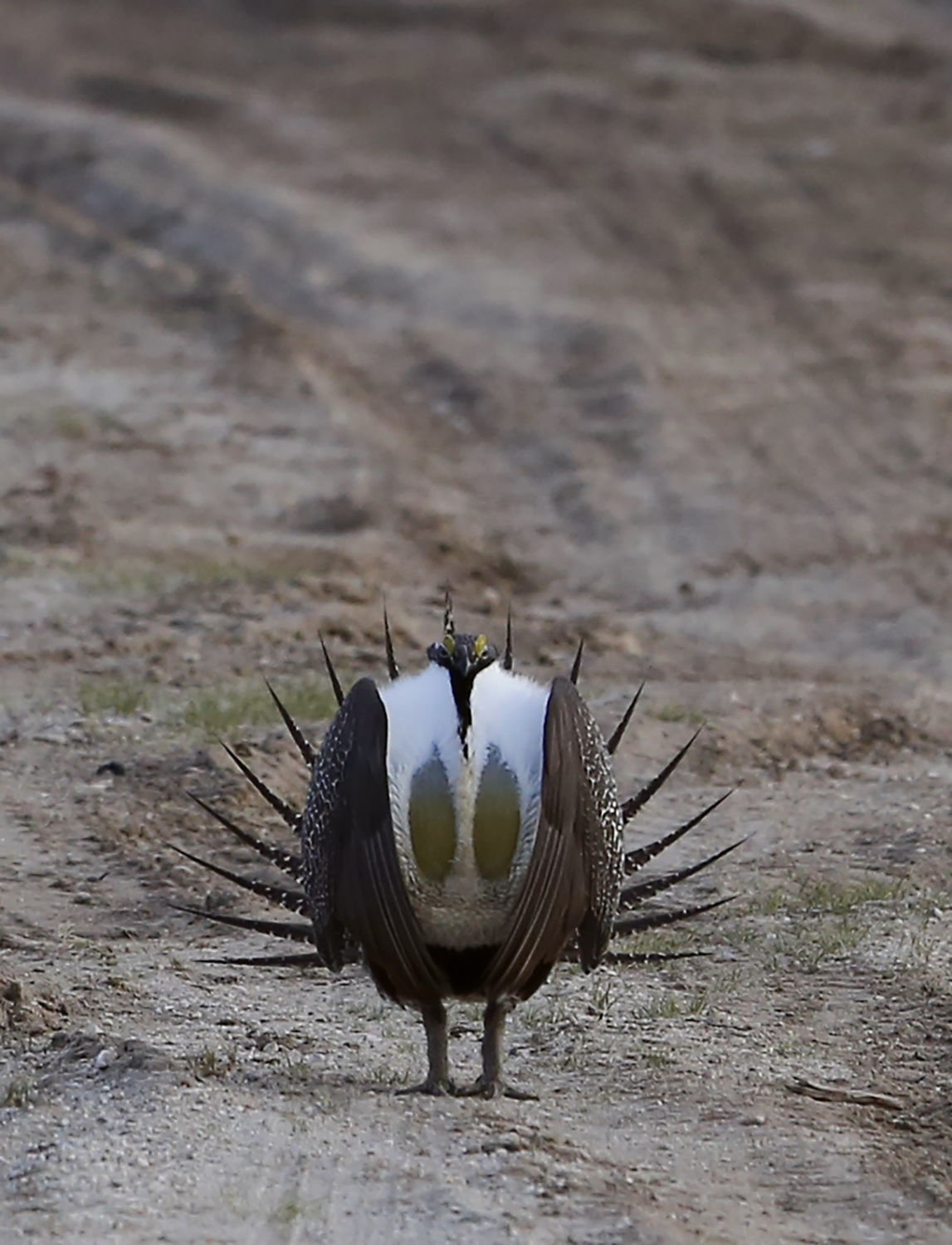 Study: Wyoming Sage Grouse Habitat Has Greatest Over Lap With Oil And ...