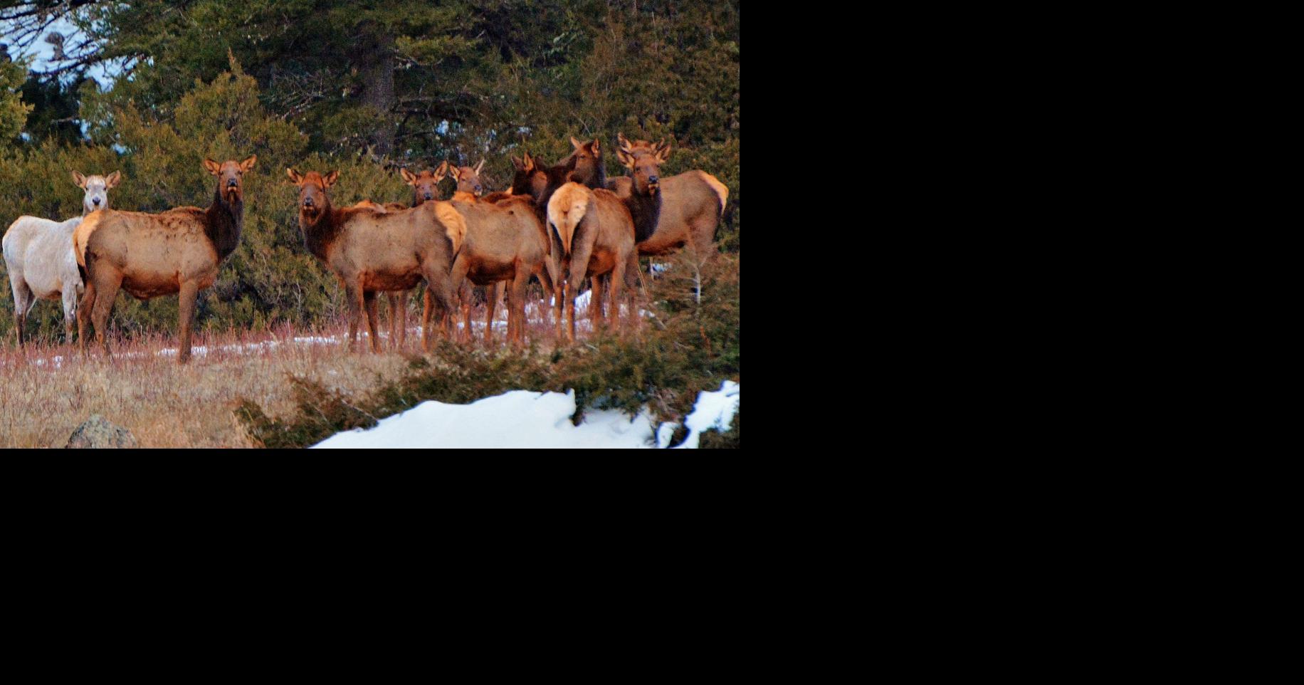 Frosty-colored elk, white-chested eagles examples of genetic abnormality