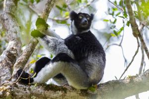 Singing lemurs may use a soprano-like trick to project songs