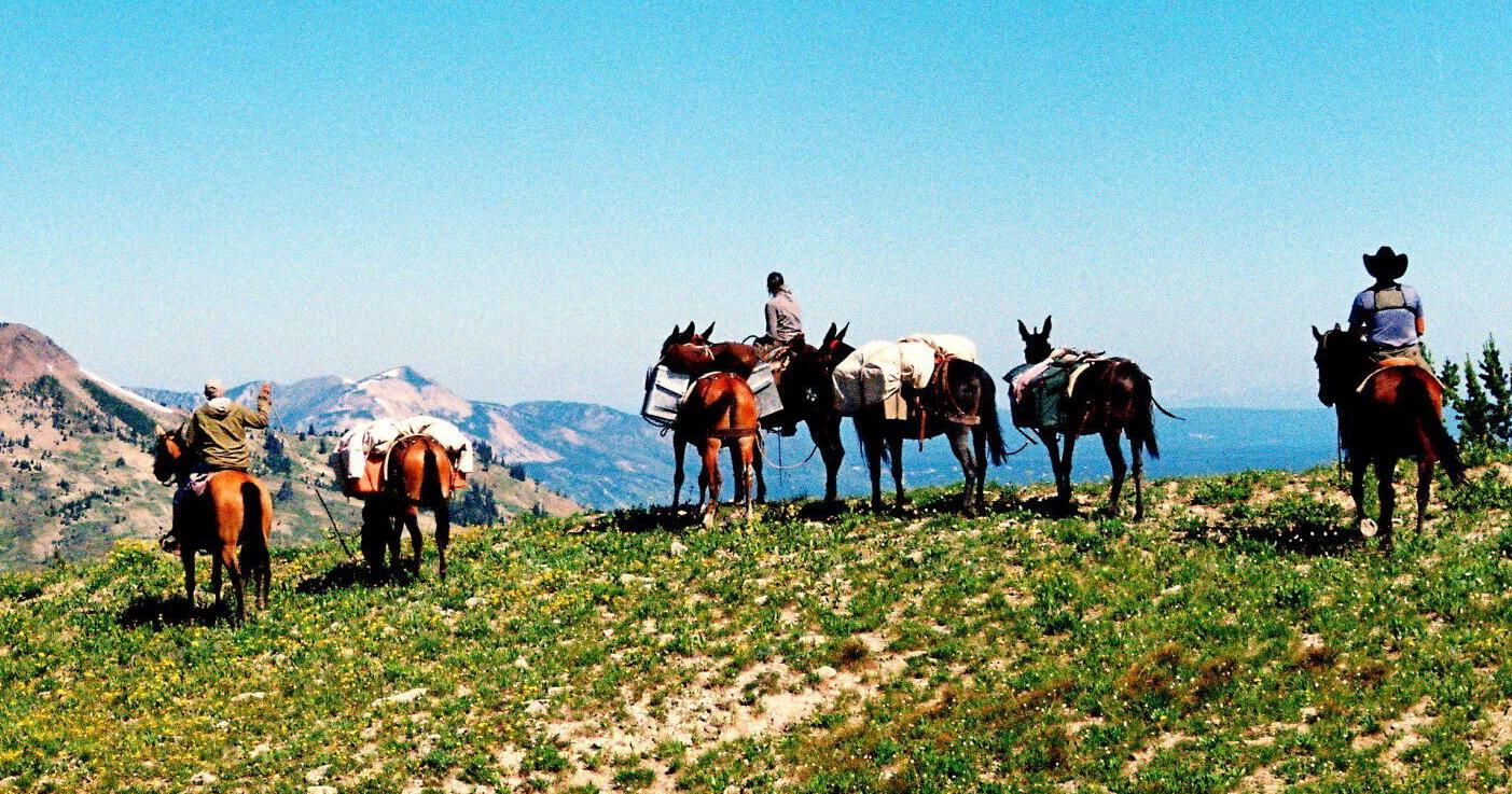 Yellowstone National Park trip leads horsepackers into wild - Vimarsana News