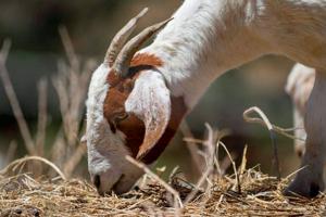 California relies on goats to combat fires. A wage change threatens the industry