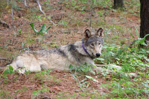 Wolf