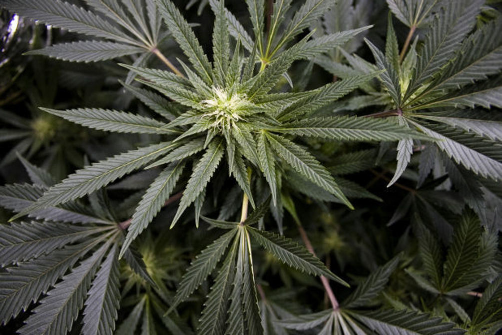 In debate over legal marijuana, Minnesota lawmakers consider forgiveness -  MPR News