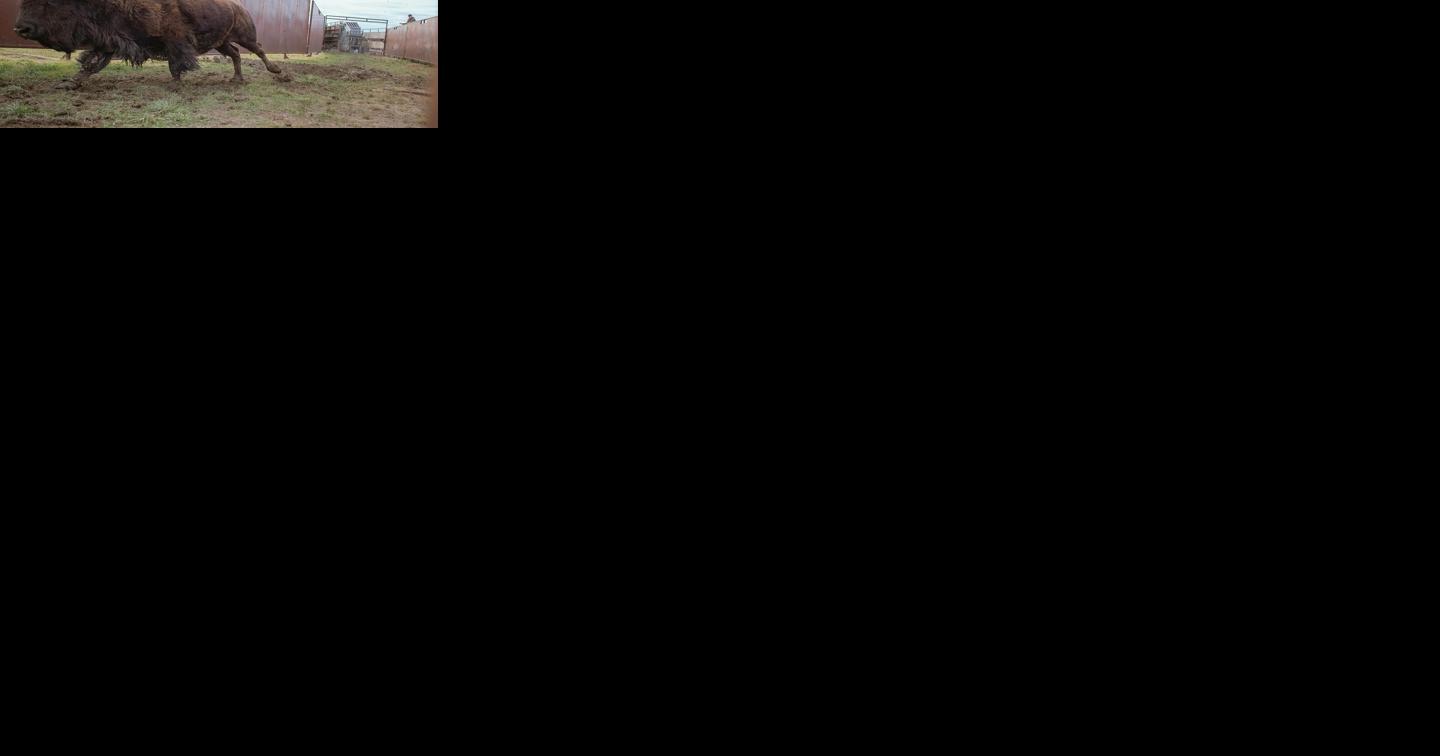 Man injured, arrested after harassing Yellowstone bison - Vimarsana News