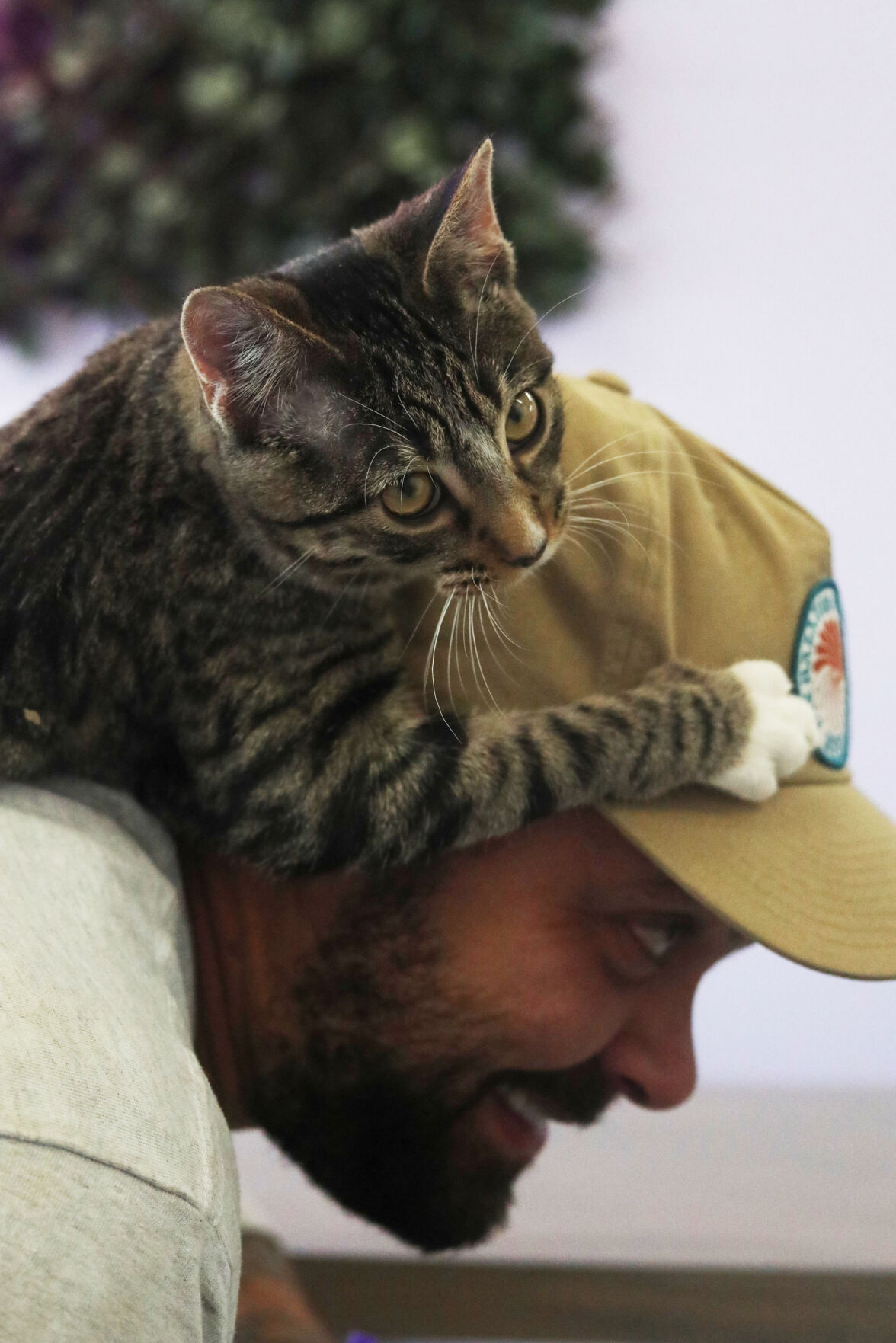 The Purrrfect Cup: Wyoming's First Cat Café Opens in Casper