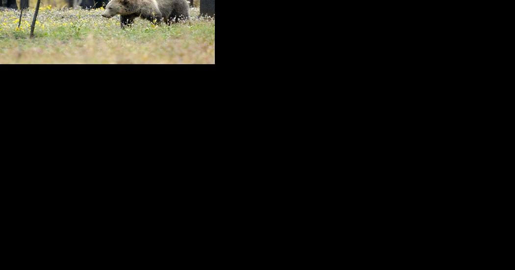 Groups sue Montana over wolf trapping in grizzly habitat - Vimarsana News