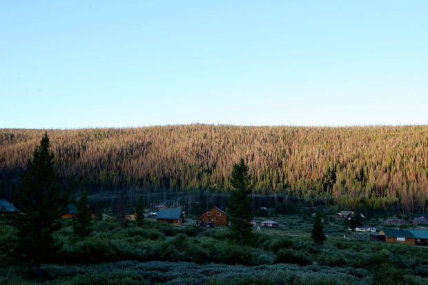 Pine Beetle Damage