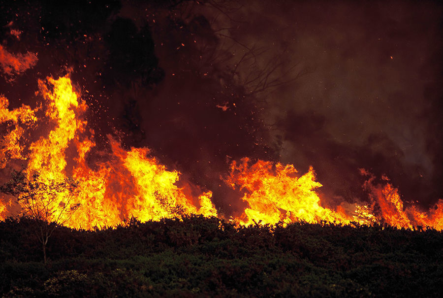 Wildfire