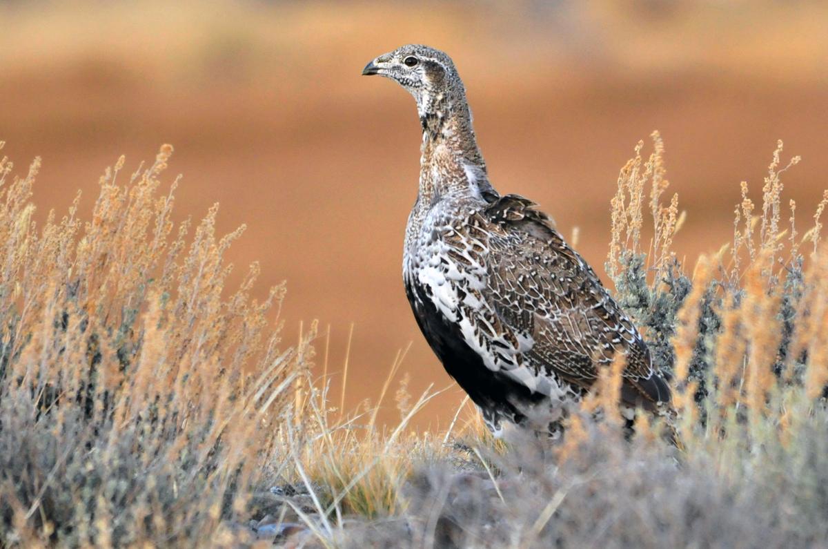 largest upland game bird in alberta DrBeckmann