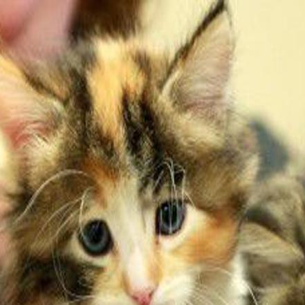 Thousands Of Pounds Of Pet Food Delivered To Families On Wind
