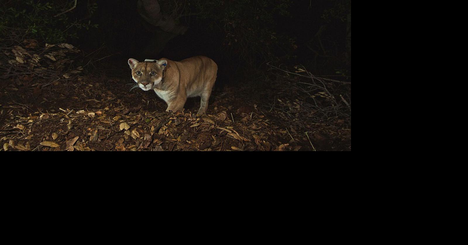 A mountain lion entered a Casper neighborhood. A bear encounter nearby ended much differently