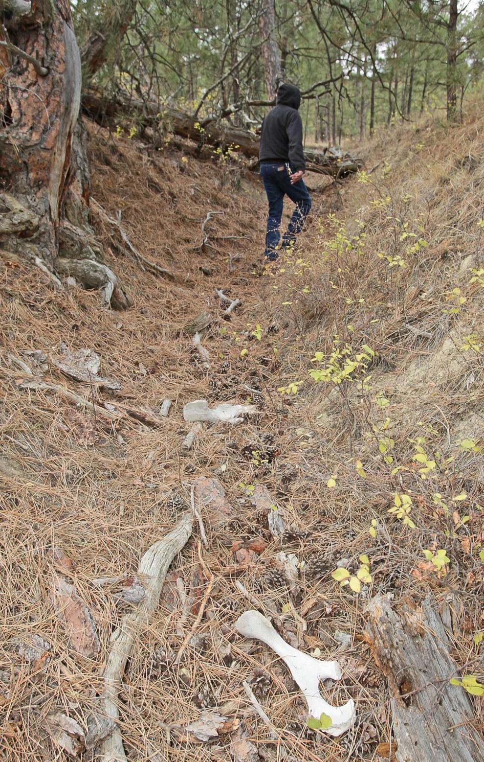 Photos At this ancient bison kill site, native hunters left the bones
