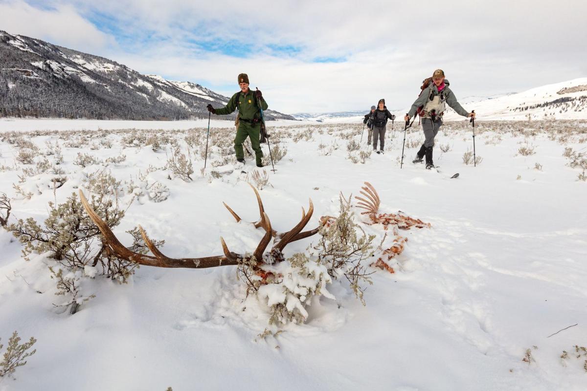 Wolf research