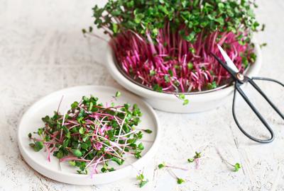 How to grow microgreens at home