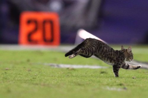 tony romo gave an amazing play by play of a kitten running on the tony romo gave an amazing play by play of a kitten running on the