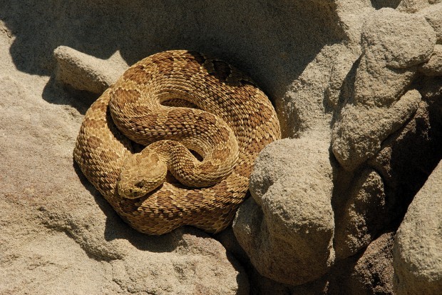 Rattlesnack