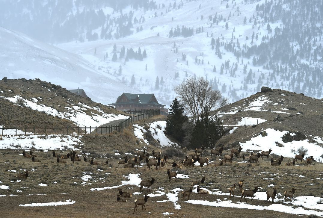 Famous Yellowstone elk herd rebounds two decades after wolf