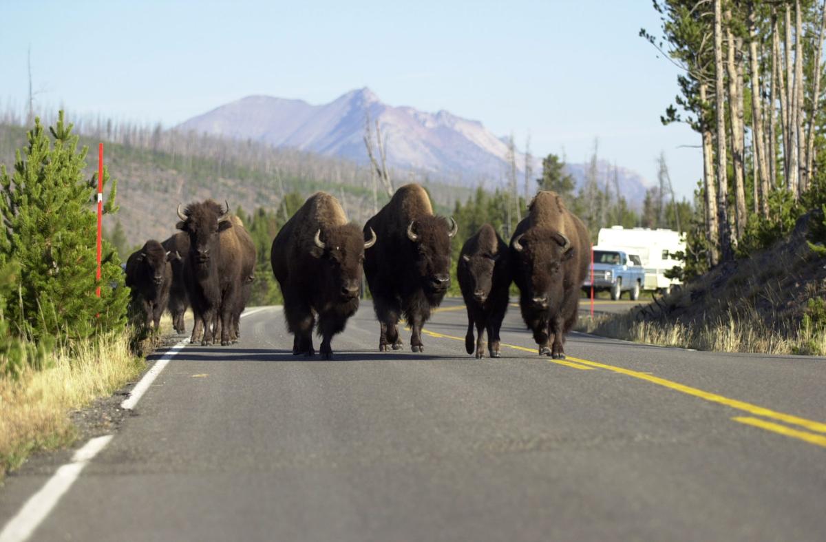 Buffalo Auto Group >> Yellowstone: Common sense best defense after bison attacks ... Buffalo Auto Group >> Yellowstone: Common sense best defense after bison attacks ...