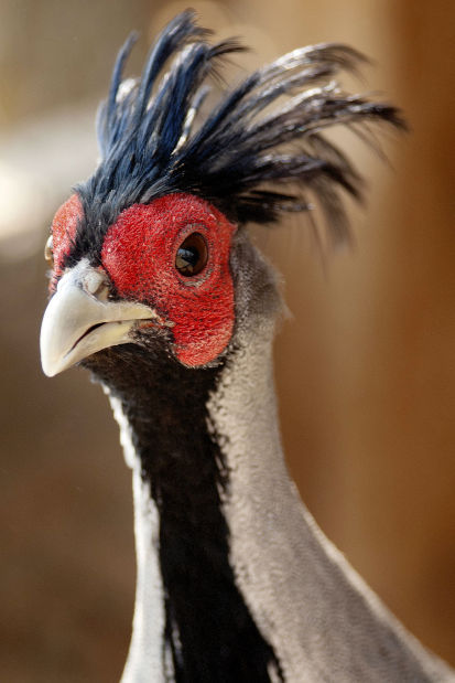 Cowley Man Raises Pheasants For Fun Wyoming News Trib Com